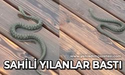 Zonguldak Sahil'i yılanlar bastı