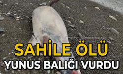 Sahile ölü yunus balığı vurdu