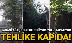 Yabani ağaç tellere değiyor, yolu kapatıyor: Tehlike kapıda!