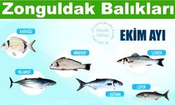 Zonguldak Balıkları