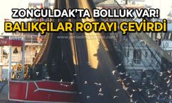 Zonguldak'ta palamut bolluğu: Balıkçılar rotayı çevirdi!