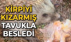 Kirpiyi kızarmış tavukla besledi