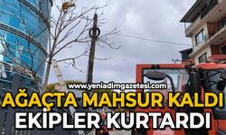 Ağaçta mahsur kalan kediyi ekipler kurtardı