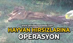 Hayvan hırsızlarına jandarmadan operasyon