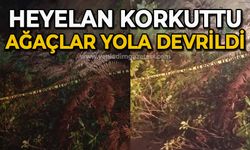 Heyelan korkuttu: Ağaçlar yola devrildi