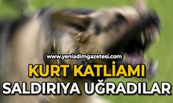 Kurtların saldırısına uğradı!