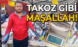 Zonguldak'ta palamut bereketi: Takoz gibi maşallah!