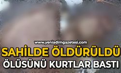 Sahilde öldürüldü, ölüsünü kurt bastı!