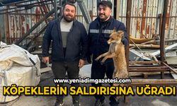 Köpeklerin saldırısına uğrayan tilkinin imdadına ekipler yetişti