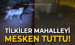 Tilkiler mahalleyi mesken tuttu