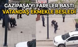 Gazipaşa’yı fareler baştı