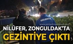 Bursa Nilüfer, Zonguldak'ta gezintiye çıktı!