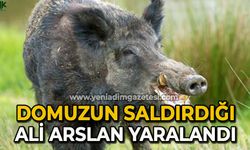 Domuzun saldırdığı vatandaş yaralandı