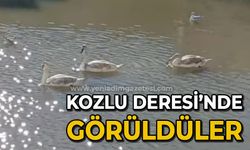 Kozlu Deresi'nde görüntülendiler