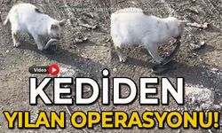 Bahçede paniğe sebep olan yılanı kedi yakaladı