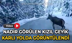 Nadir görülen kızıl geyik karla kaplı yolda görüntülendi