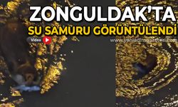 Zonguldak’ta su samuru görüntülendi