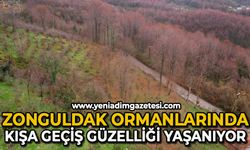 Zonguldak ormanlarında sonbahardan kışa geçiş güzelliği yaşanıyor