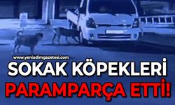 Sokak köpekleri park halindeki kamyoneti parçaladı