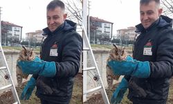 Balkonda mahsur kalan baykuş kurtarıldı