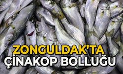 Zonguldak’ta çinakop bolluğu