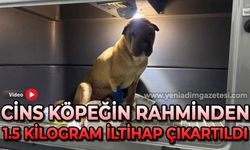 Cins köpeğin rahminden 1,5 kilogramlık iltihap çıkartıldı