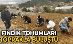 Fındık tohumları toprakla buluştu