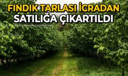 Fındık tarlası icradan satılığa çıkartıldı