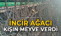 İncir ağacı kışın meyve verdi