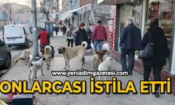 Onlarcası caddeyi istila etti