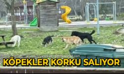 Köpekler korku salıyor