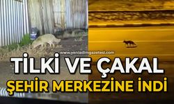 Şehir merkezine tilki ve çakal indi