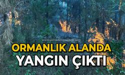 Ormanlık alanda yangın çıktı