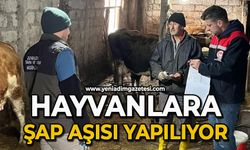 Hayvanlara şap aşılama yapılıyor