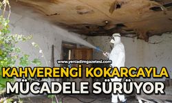 Kahverengi Kokarca böceğiyle mücadeleye devam ediyor