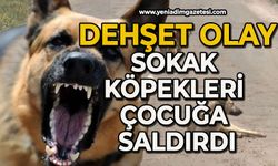 Sokak köpekleri çocuğa saldırdı