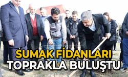 Sumak fidanları toprakla buluşturuldu