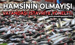 Hamsinin olmayışı, vatandaşı istavrite yöneltti