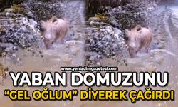 Karşısına çıkan yaban domuzunu "gel oğlum" diyerek çağırdı