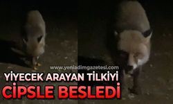 Yiyecek arayan tilkiyi cipsle besledi