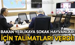 Bakan Ali Yerlikaya talimatları verdi: Zonguldak'ta başıboş sokak hayvanları toplanacak mı?