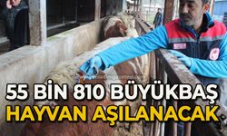 55 bin 810 büyükbaş hayvan aşılanacak