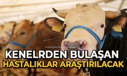 Kenelerden büyükbaş hayvanlara bulaşan hastalıklar araştırılacak