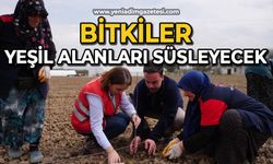 Serada üretilen bitkiler yeşil alanları süsleyecek