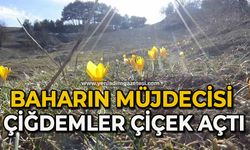 "Baharın müjdecisi" çiğdemler çiçek açtı