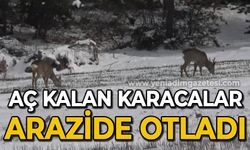 Aç kalan karacalar, köylere inerek ekili arazilerde otladı