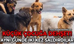 Sokak köpekleri küçük çocuğa aynı gün içinde iki kez saldırdı