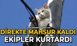 İki gündür aç susuz direkte mahsur kalan kedi kurtarıldı