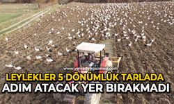 Mola veren yüzlerce leylek 5 dönümlük tarlada adım atacak yer bırakmadı