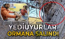 Yediuyurlar ormana salındı